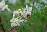 Olej z nasion Moringa oleifera- innowacyjne rozwiązanie w przemyśle kosmetycznym