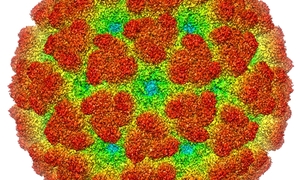 Chikungunya- tajemniczy wirus, o którym wiemy coraz więcej