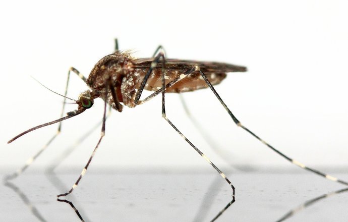 Komary przenoszące choroby zakaźne pojawią się w Europie przed 2030 rokiem