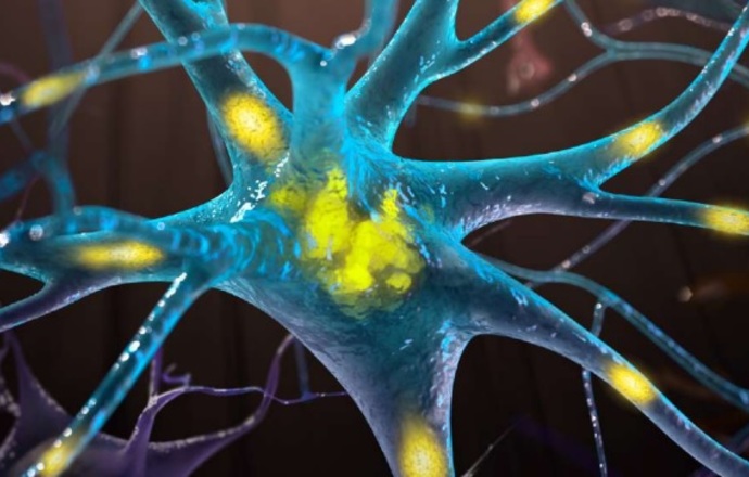 Postęp w badaniach nad chorobami neurodegeneracyjnymi – kluczowa rola złożonych modeli komó