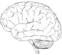 Sekrety neurologii - Choroba Parkinsona (PD)