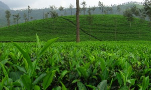 Olejek drzewa herbacianego – cenny surowiec konserwujący w preparatach kosmetycznych