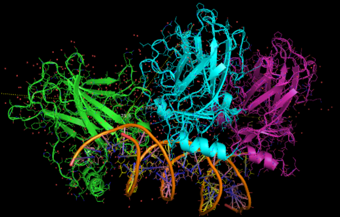 Charakterystyka białka p53 i jego rola w leczeniu nowotworów