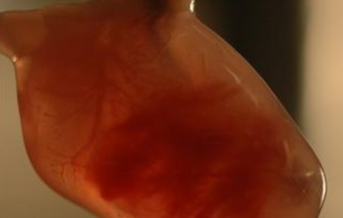 Sztuczne serce z ludzkiej tkanki bije w laboratorium. 