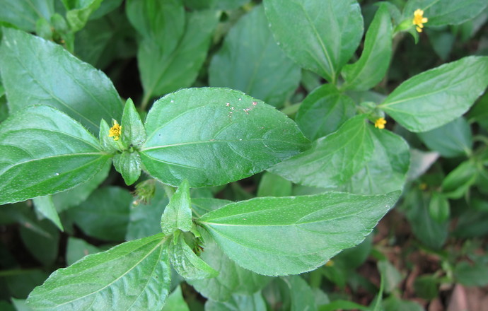 Acmella oleracea– „roślina od bólu zęba” i „ziołowa botulina”