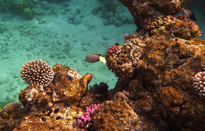 Nowej generacji filtry UV na bazie koralowców Wielkiej Rafy Koralowej