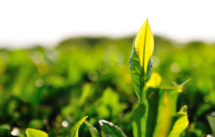 Ocena skuteczności ekstraktów z zielonej herbaty w ochronie przed promieniowaniem UV.