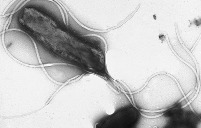 Helicobacter pylori - odkrycie dzięki poświęceniu