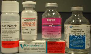 Raport CDC ostrzega przed przyszłością bez antybiotyków