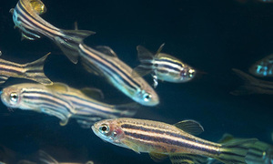 MIKROBIOT 2013 – Badania nad odpornością z użyciem modelu zebrafish.