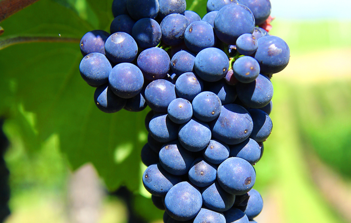 Polifenole z winogron i czarnej porzeczki jako składniki kosmetyków 