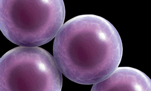 Indukowane pluripotencjalne komórki macierzyste to przyszłość nauk biomedycznych – mówi pro