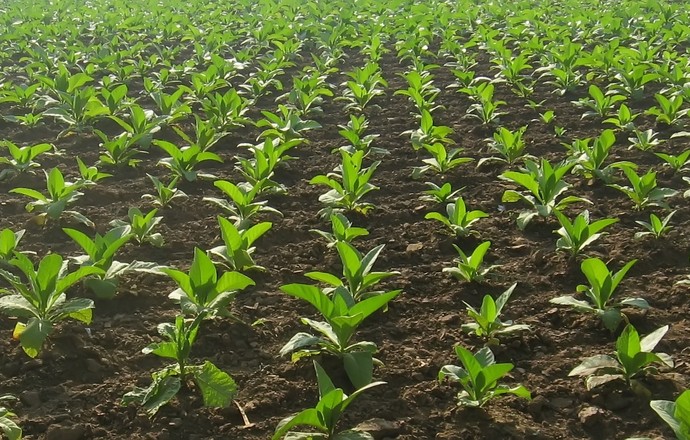 Genetycznie zmodyfikowane rośliny tytoniu zdolne do produkcji biopaliw