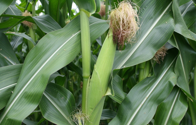 Kukurydza Bt może zmniejszać użycie środków owadobójczych?
