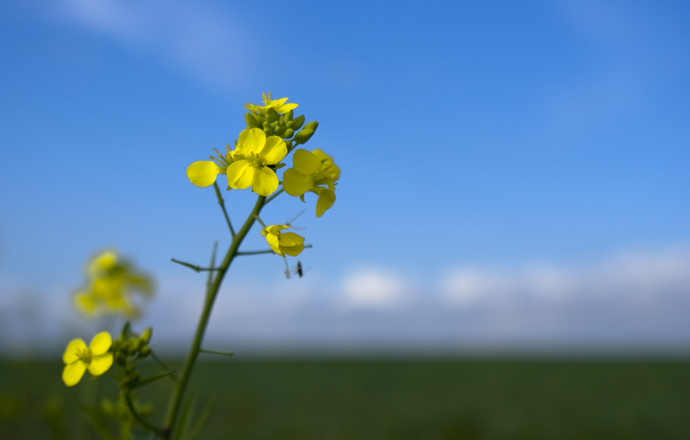 Enzym roślinny szansą na rozwój produkcji biopaliw