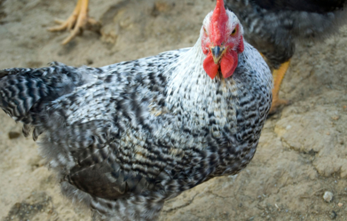 Kurczaki skorzystają z rozwijającego się sektora biopaliw