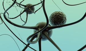 Regeneracja nerwów – od niższych kręgowców do ludzi?