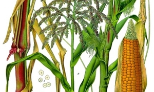 Nieudana próba potwierdzenia szkodliwości GMO