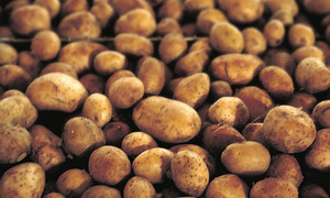 Zakaz upraw genetycznie modyfikowanego ziemniaka w UE!