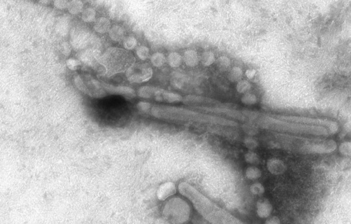 Postępy w walce w wirusem grypy- podsumowanie 2013.