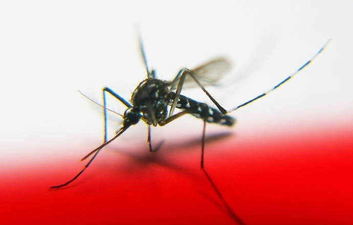 Walka z malarią trwa - podsumowanie roku 2013