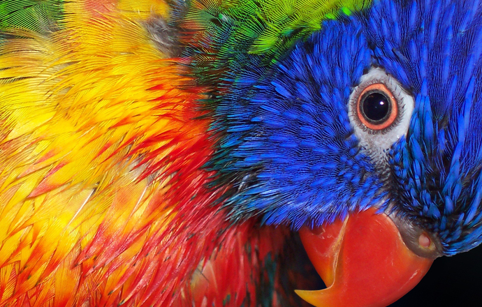 Pióra papugi źródłem substancji podobnych do retionolu