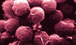 Komórki macierzyste – podsumowanie 2013 roku