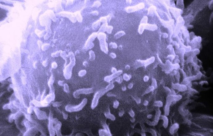 Młode komórki NK w walce z mononukleozą zakaźną, wywoływaną przez wirusa Ebstein-Barr