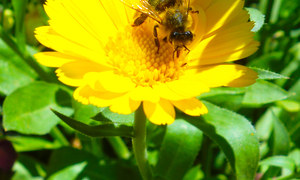 Pyłek kwiatowy zanieczyszczony selenem- niebezpieczeństwo dla pszczoły miodnej?