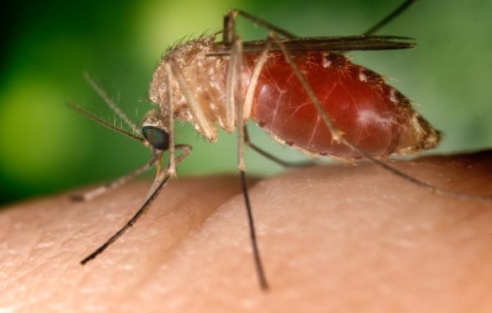 Nowa metoda diagnostyki malarii