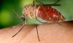 Nowa metoda diagnostyki malarii