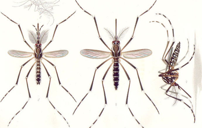 GM komary w testach terenowych