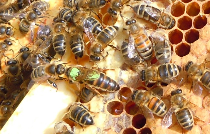 Kolejne wyzwanie dla światowej biotechnologii – wirus TRSV atakuje rośliny, pszczoły i inne