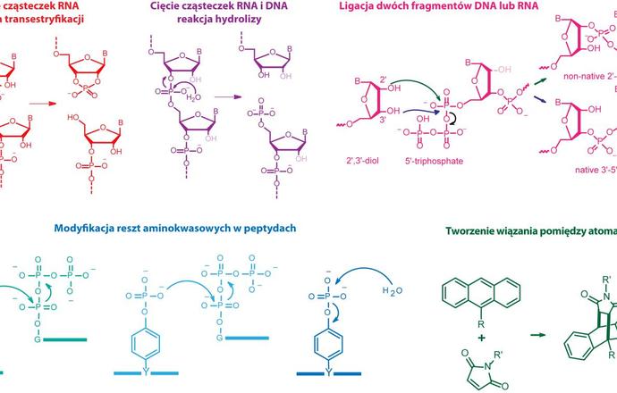 Deoksyrybozymy – katalityczne DNA