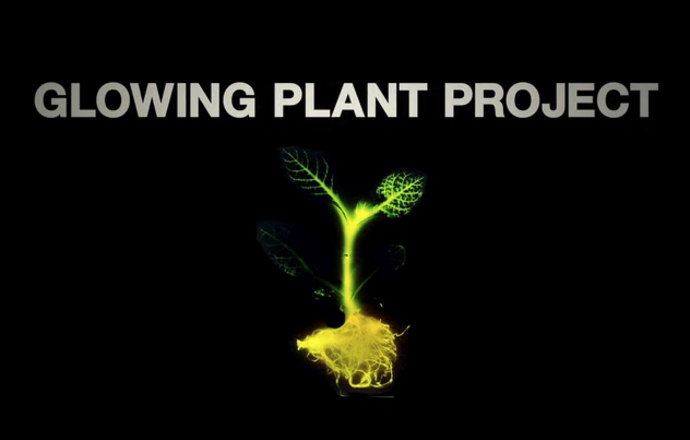 Świecące rośliny rodem z Avatar’a