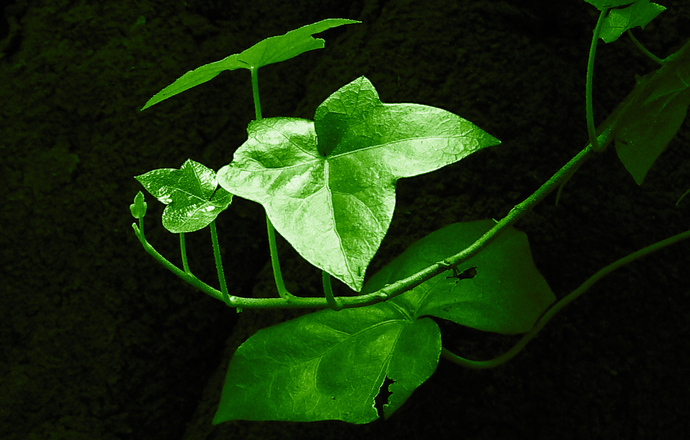 Roślinna nanobionika – nowa dyscyplina ma zarówno zwolenników jak i przeciwników