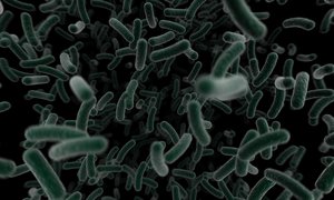 Człowiek – kolonia dla bakterii 