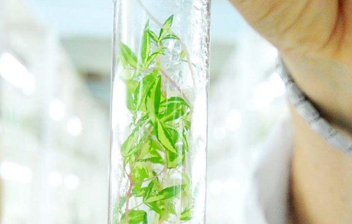 Roślinne kultury in vitro – powtórka przed sesją