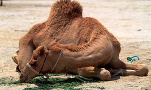 Camel milk - czyli co mleko wielbłąda robi dobrego dla mojej skóry