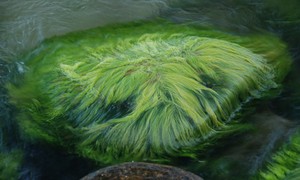 Czerwone i brązowe algi morskie w walce ze szkodliwym działaniem środków powierzchniowo czy