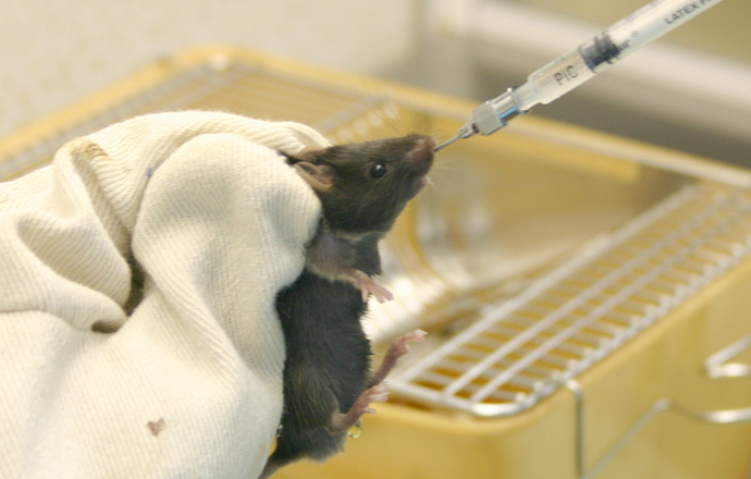 Rząd przyjął nowe prawo ochrony zwierząt laboratoryjnych