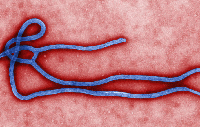 ZMapp – wyleczył małpy z Eboli, a co z ludźmi?