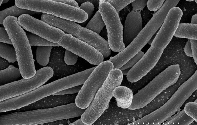 Żywe bakterie dla zdrowia, czyli o probiotykach