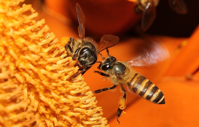 Jad pszczeli pomoże w walce z rakiem szyjki macicy. Niech żyją produkty naturalne!