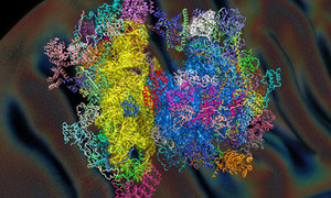 Zagadka ludzkiego mitorybosomu rozwiązana