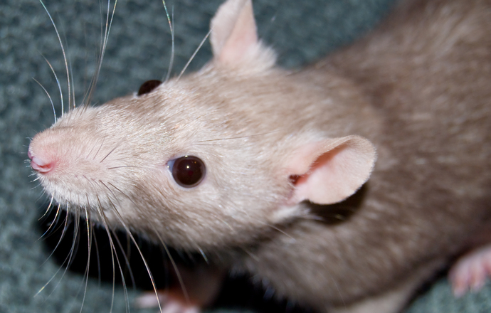 Wirtualna mysz pomoże zrozumieć funkcjonowanie mózgu