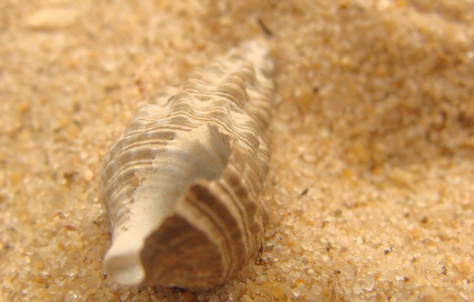 Jadowite ślimaki morskie nieustającym źródłem potencjalnych leków przeciwbólowych