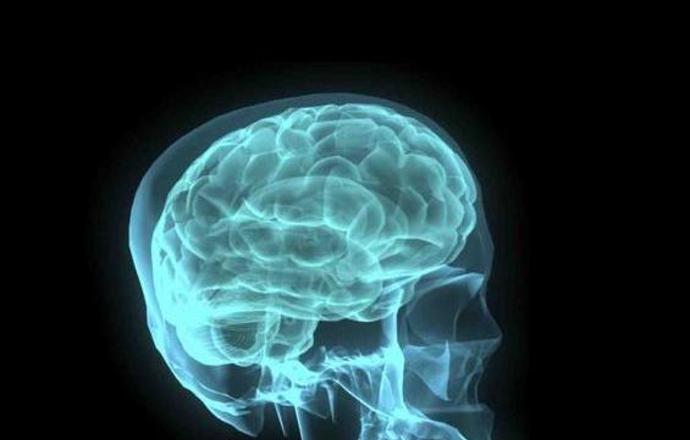 Naukowcy coraz bliżej wyhodowania mózgu "z probówki"