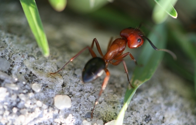 Czy mrówki prześcigną nas w uprawie GMO?
