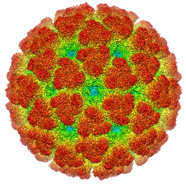 Chikungunya- tajemniczy wirus, o którym wiemy coraz więcej